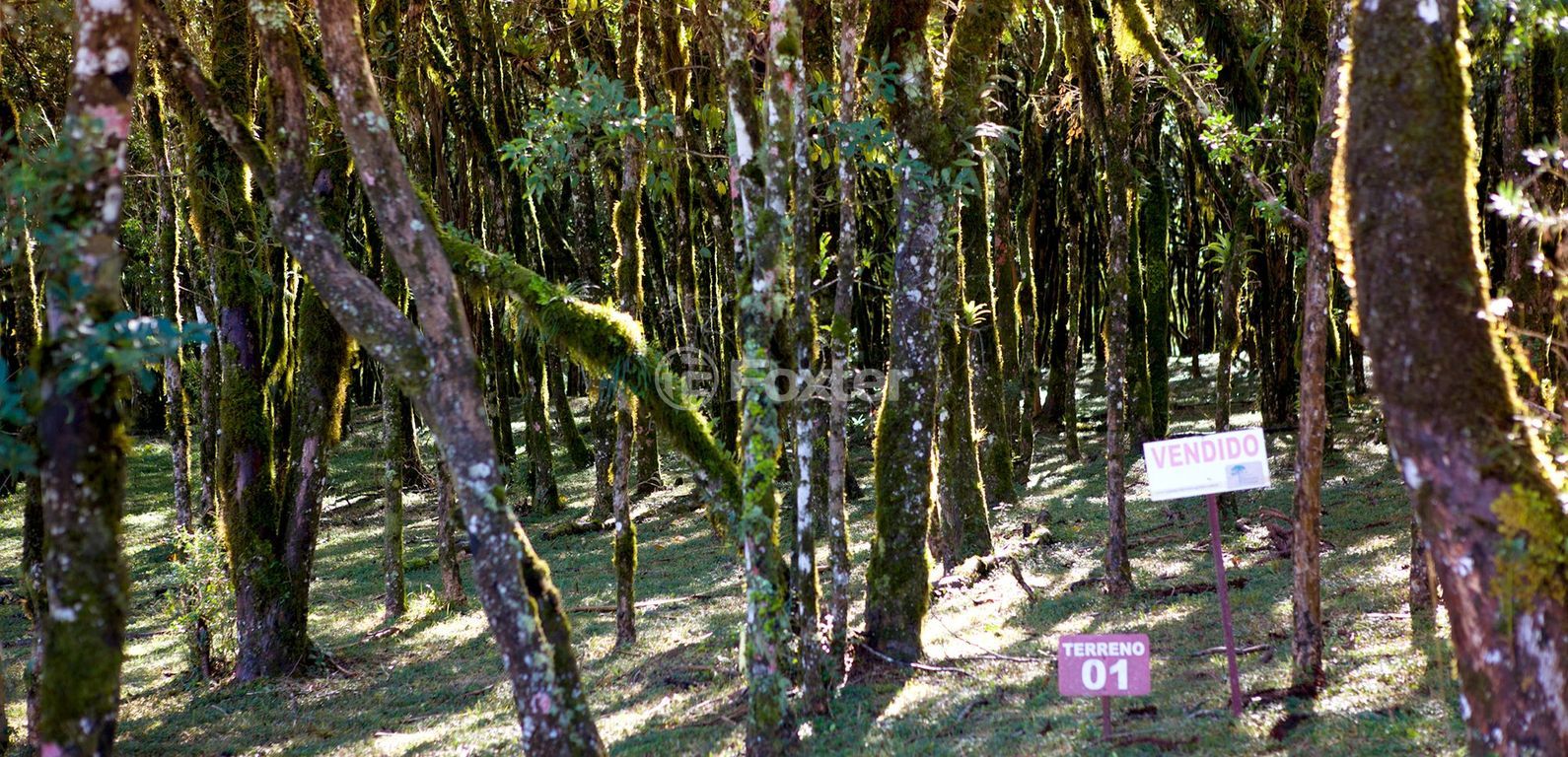 terreno lote condominio para comprar em ERS-466, QUADRA A - foto 11