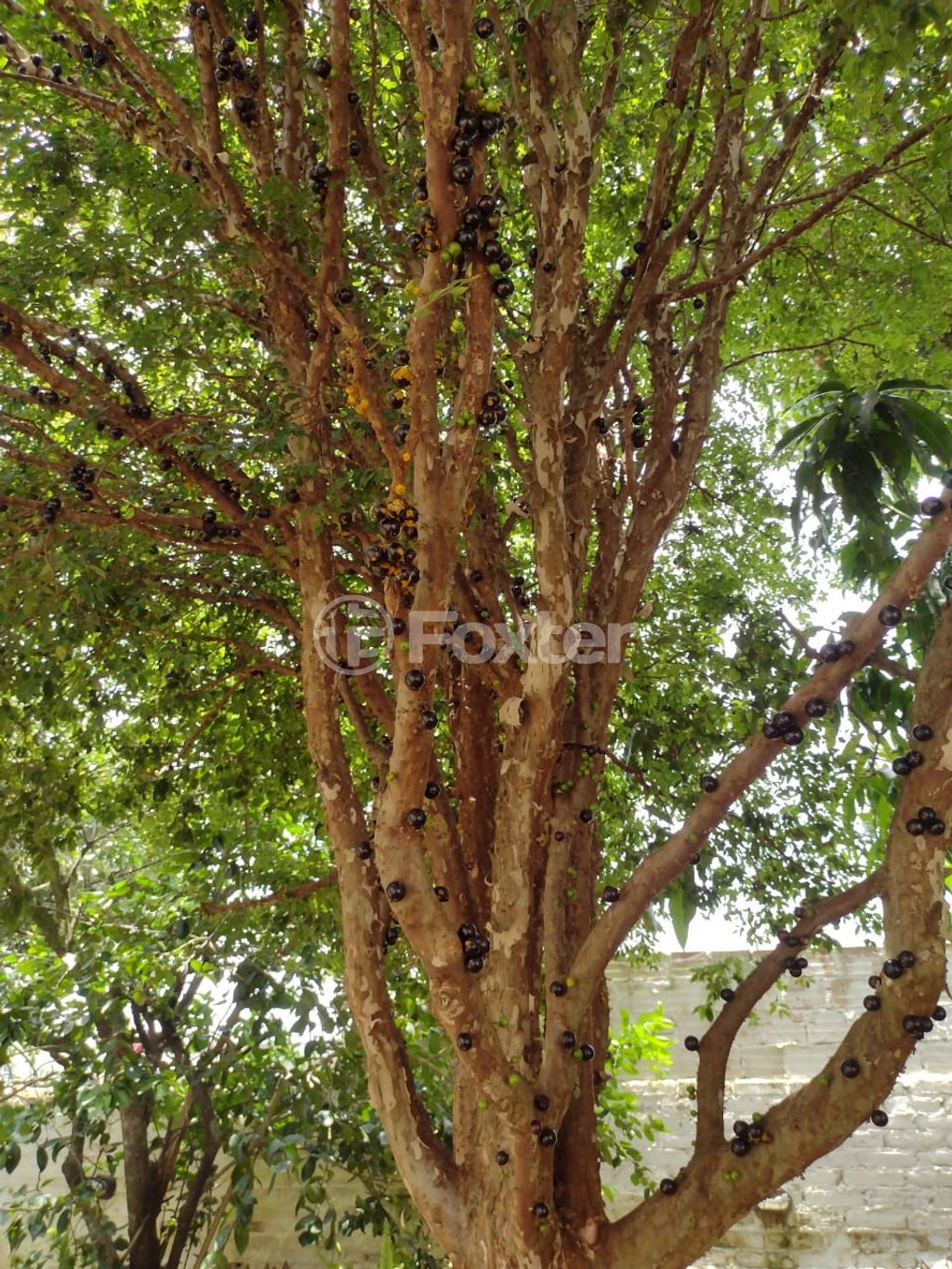 casa sobrado para comprar em Walt Disney, 168 - foto 13