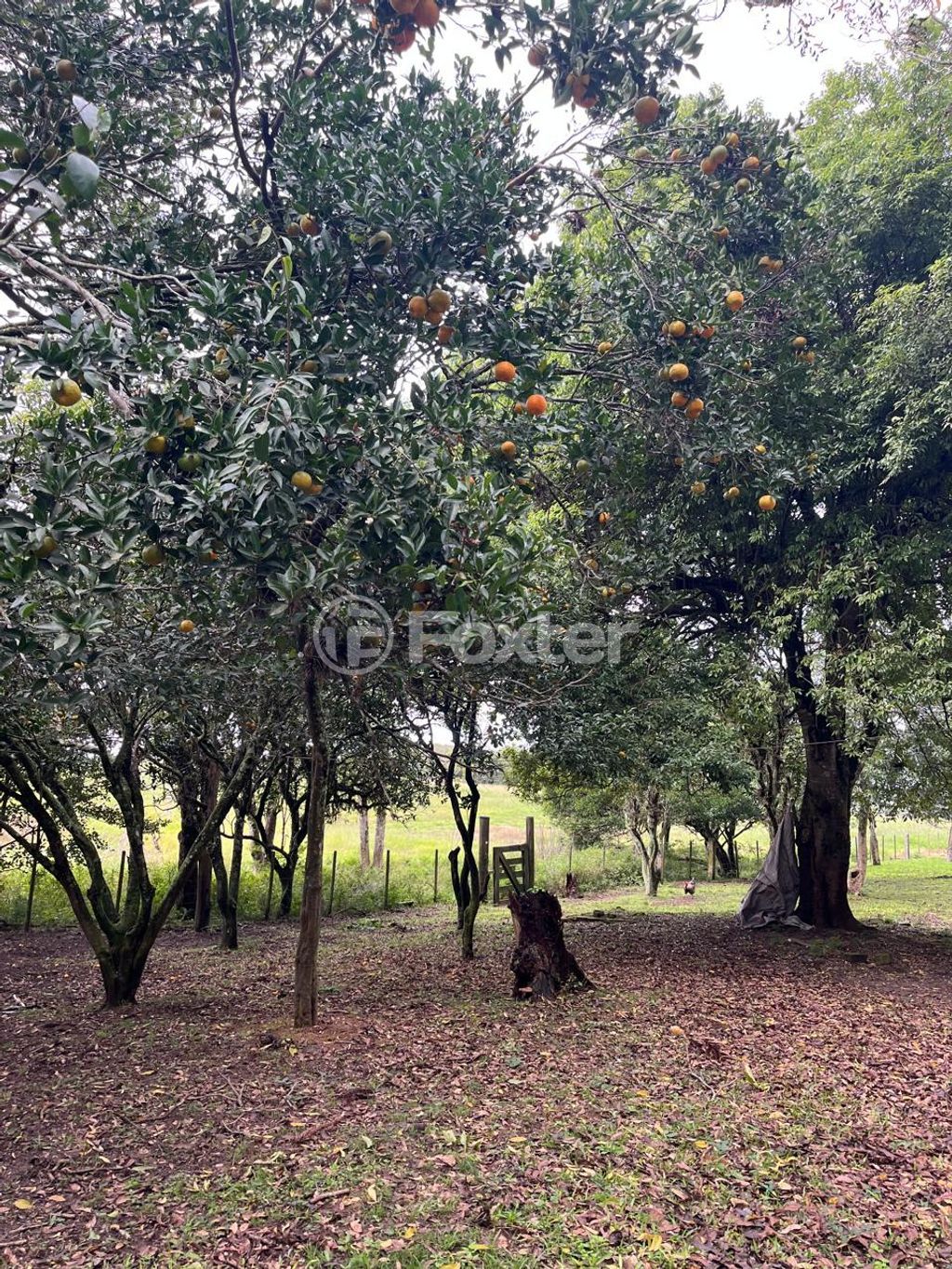 sitio chachara fazenda para comprar em Dos Caetanos, 4144 - foto 9
