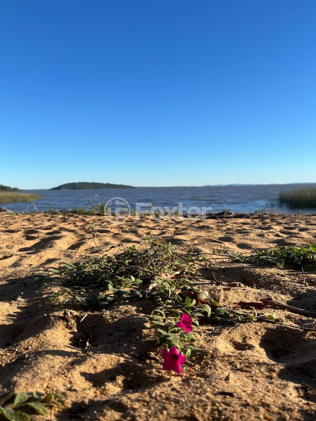 sitio chachara fazenda para comprar em do Lami, 4929 - foto 7