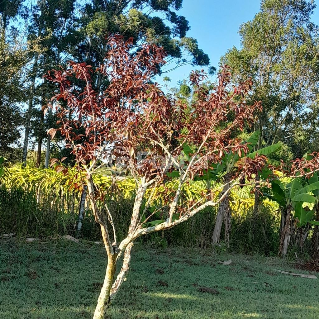 sitio chachara fazenda para comprar em RS-040, 72 - foto 25