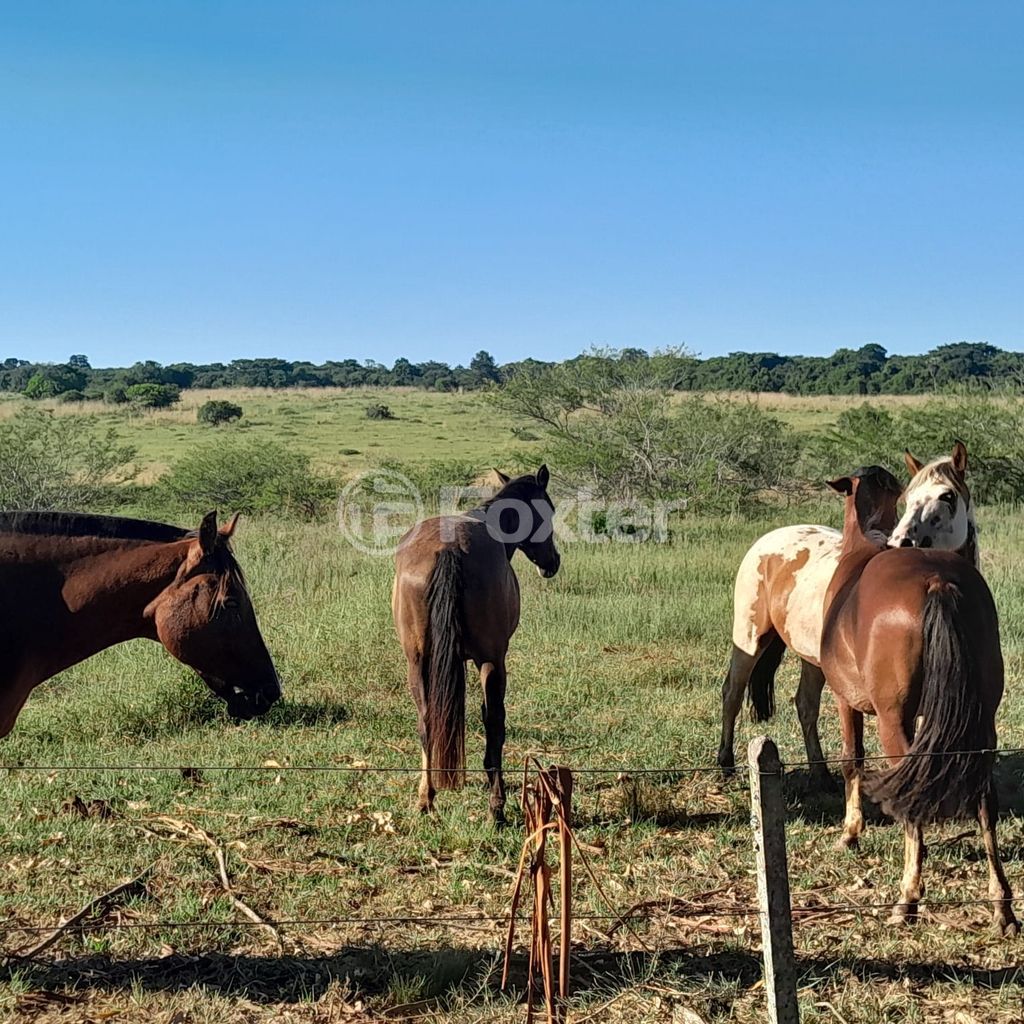 sitio chachara fazenda para comprar em RS-040, 72 - foto 29