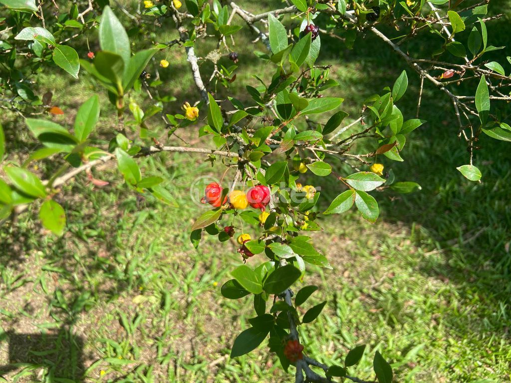 sitio chachara fazenda para comprar em José Imhoff, 1273 - foto 35