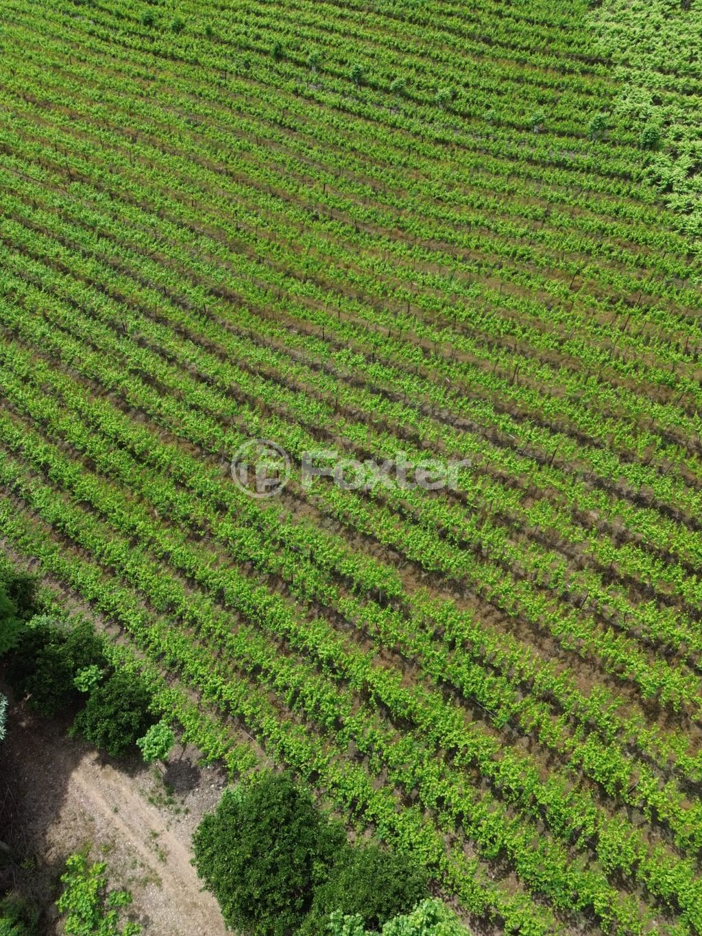 sitio chachara fazenda para comprar em Linha 100 da Leopoldina, 109 - foto 14