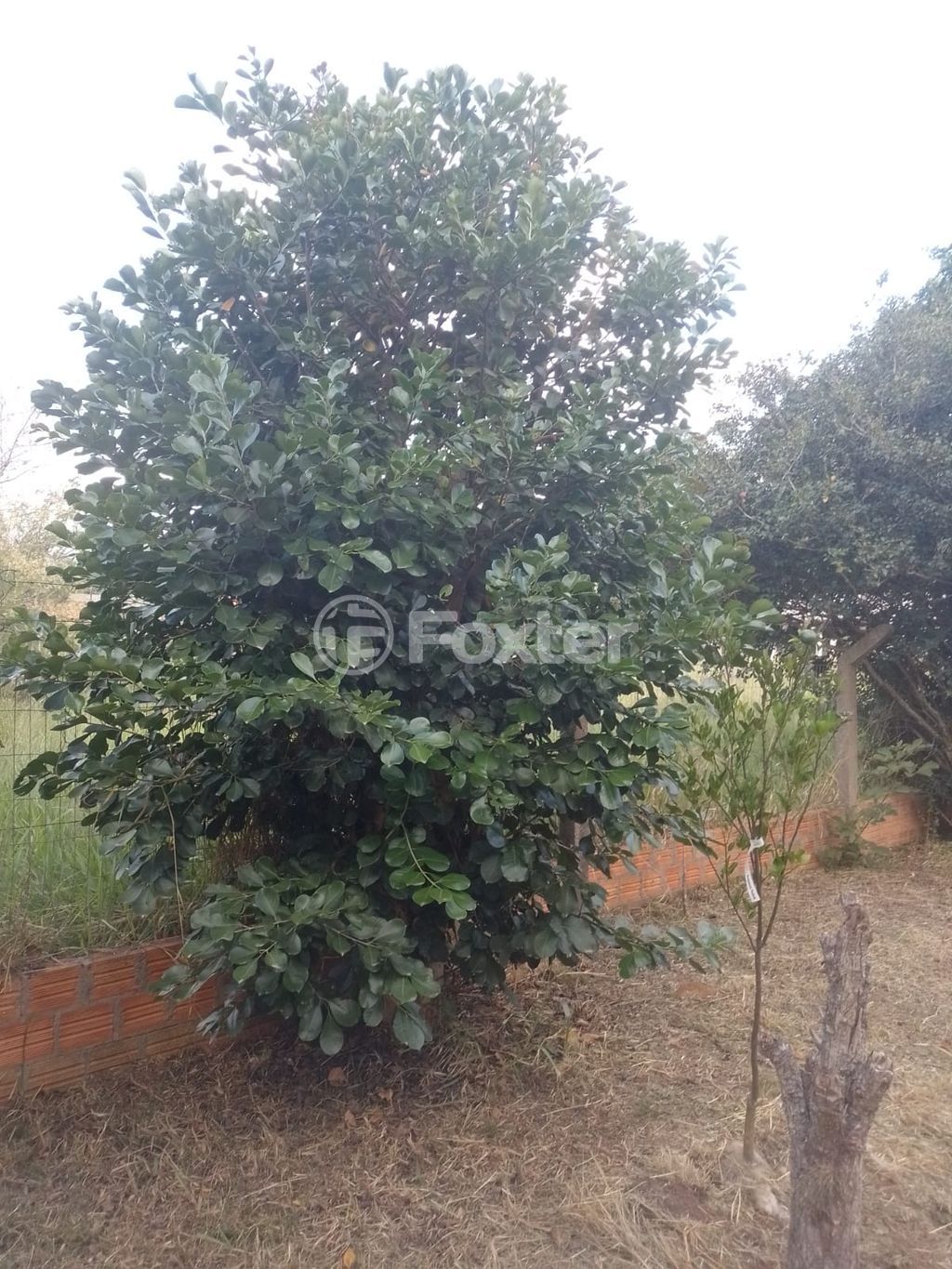 sitio chachara fazenda para comprar em das Pitangueiras, S/N - foto 24
