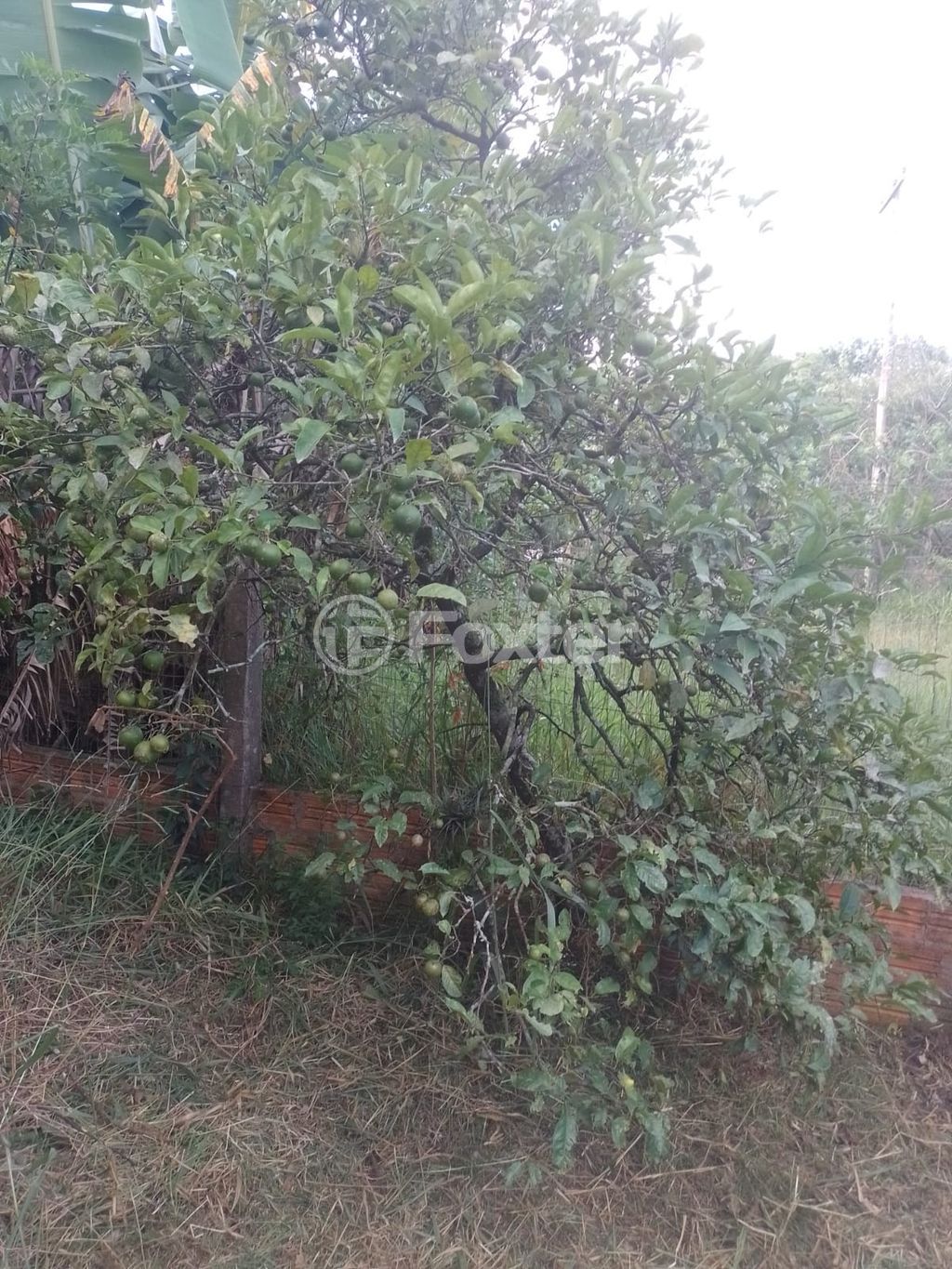 sitio chachara fazenda para comprar em das Pitangueiras, S/N - foto 27