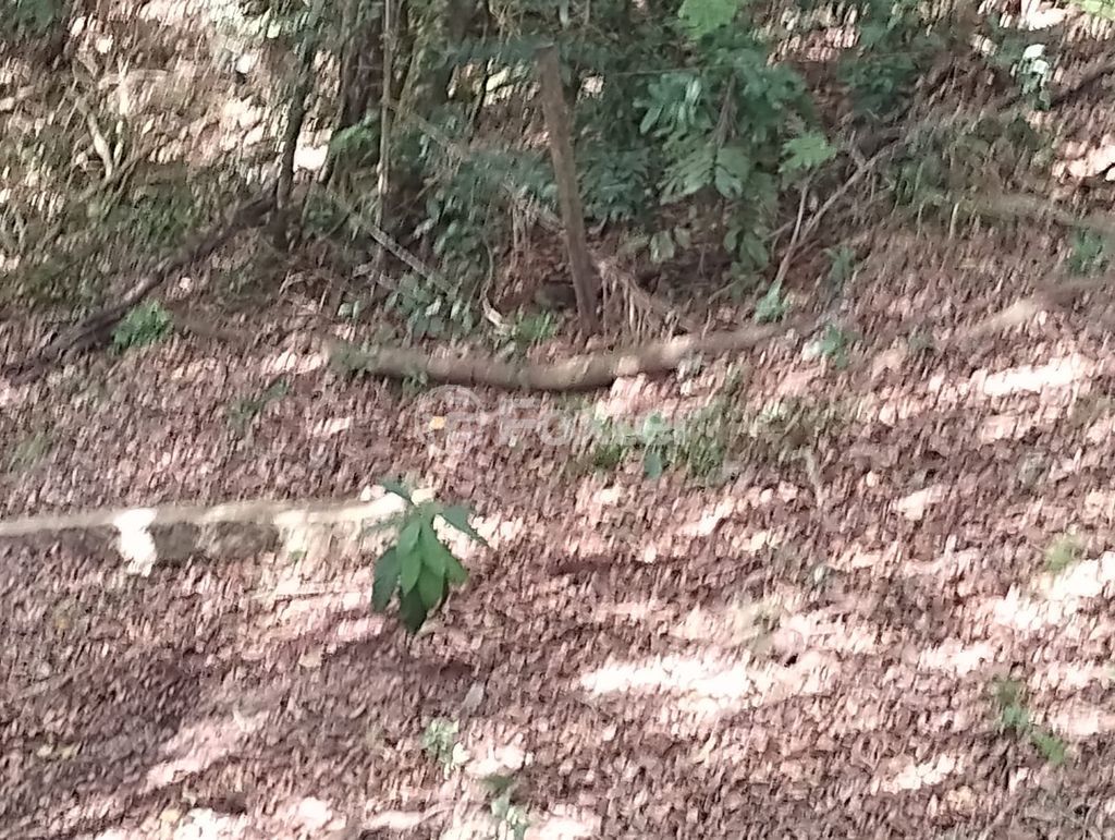 sitio chachara fazenda para comprar em Coronel Acrísio Martins Prates, 7914 - foto 5