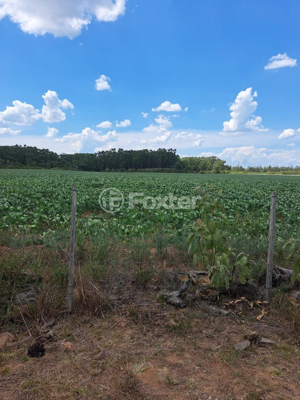 sitio chachara fazenda para comprar em BR-386, 386 - foto 7