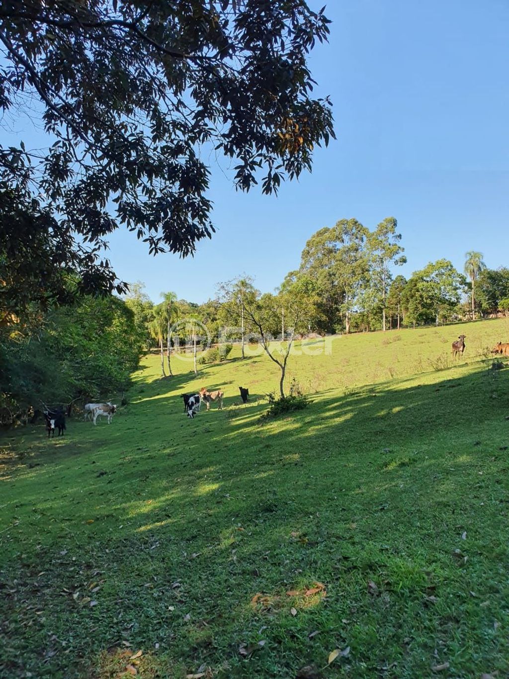sitio chachara fazenda para comprar em Lomba do Vadeco, 5600 - foto 9