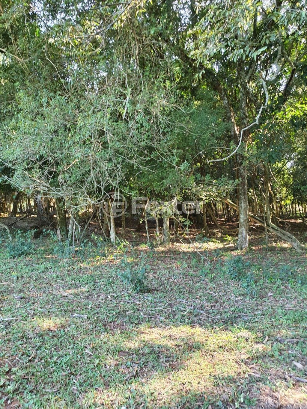 sitio chachara fazenda para comprar em Lomba do Vadeco, 5600 - foto 20