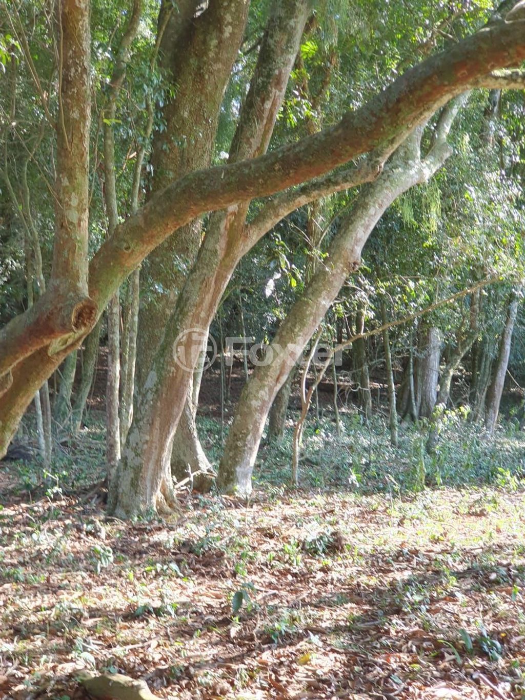 sitio chachara fazenda para comprar em Lomba do Vadeco, 5600 - foto 14