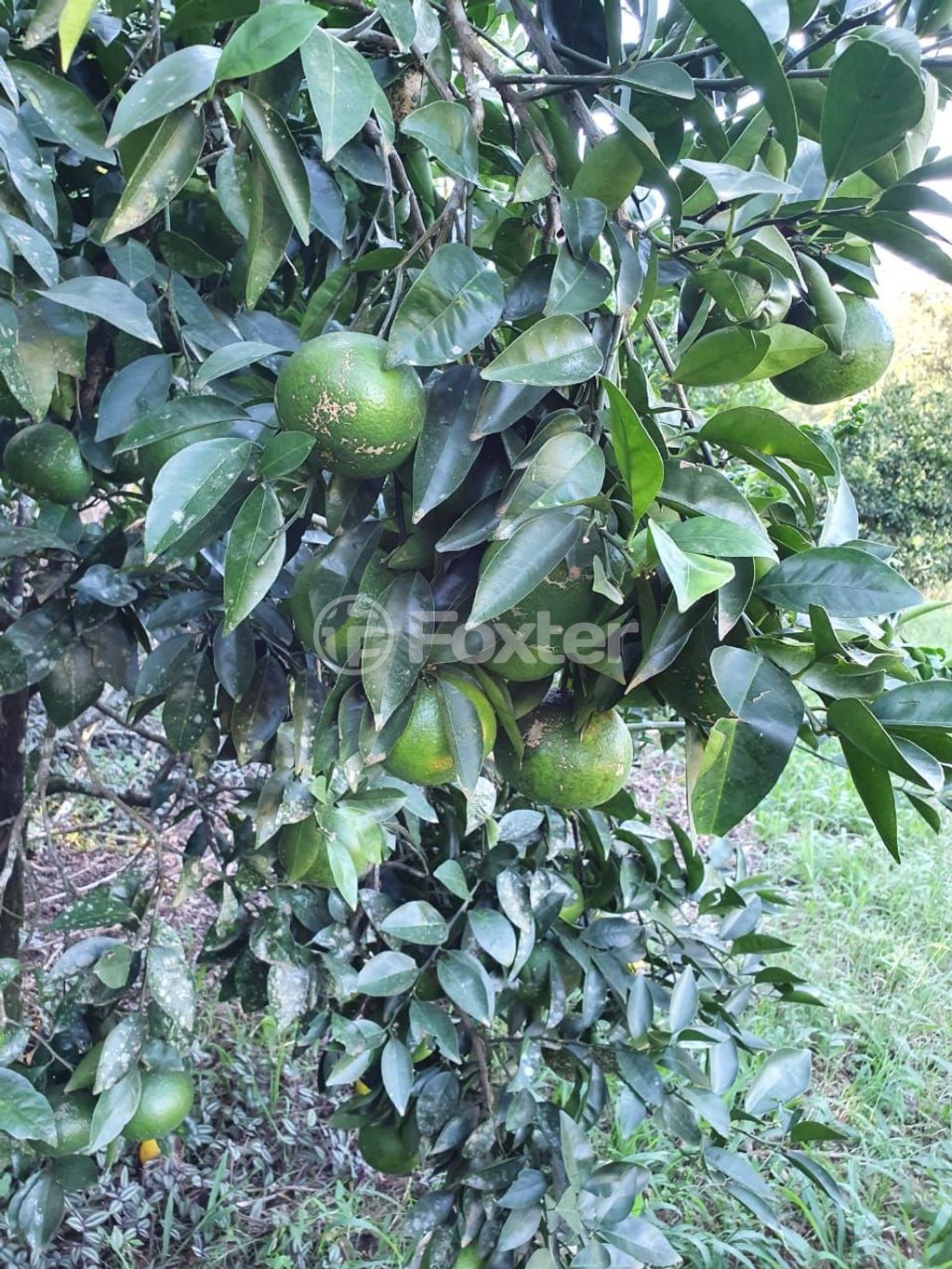 sitio chachara fazenda para comprar em Lomba do Vadeco, 5600 - foto 18