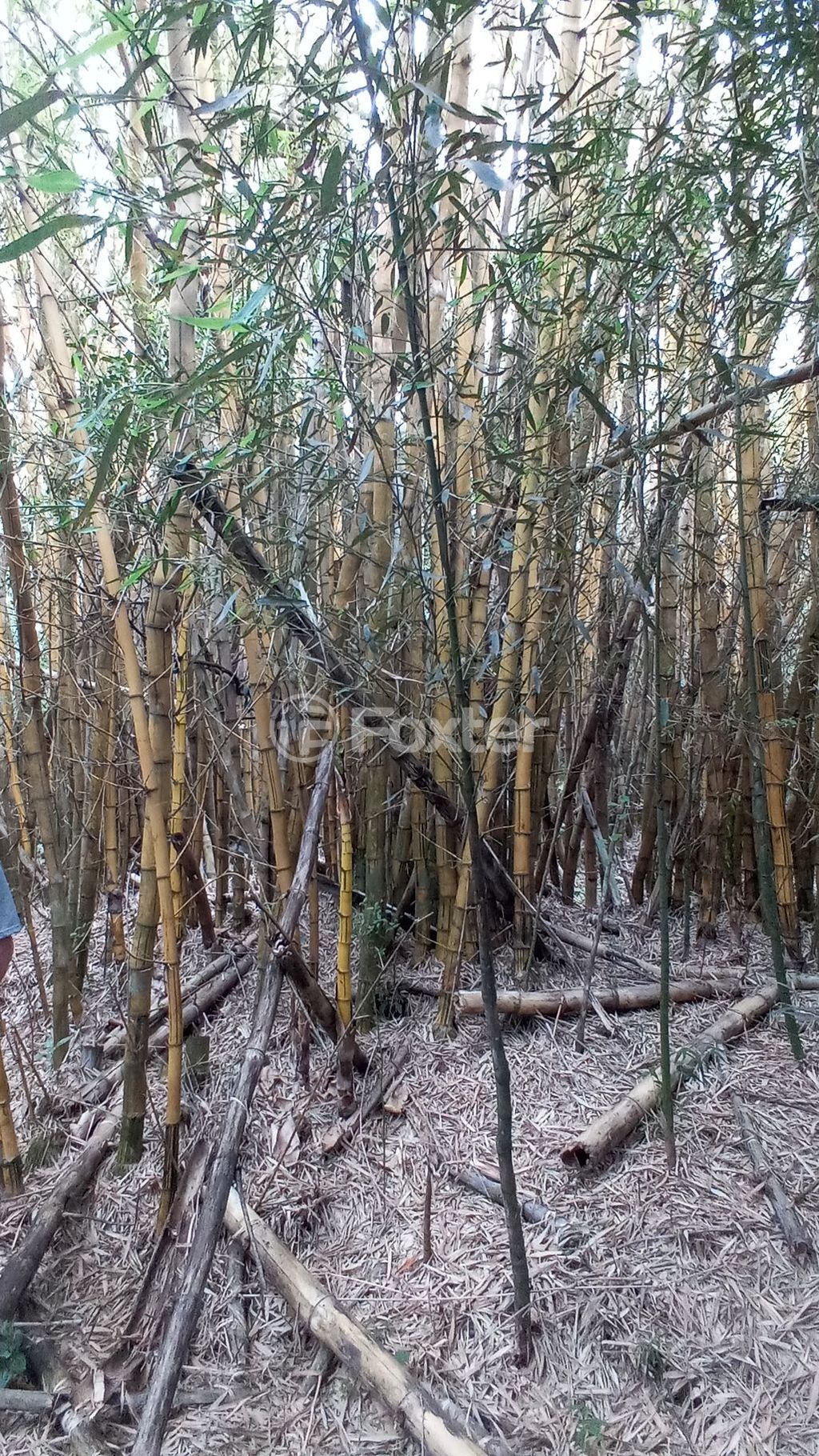 sitio chachara fazenda para comprar em dos Mendonças, 600 - foto 38