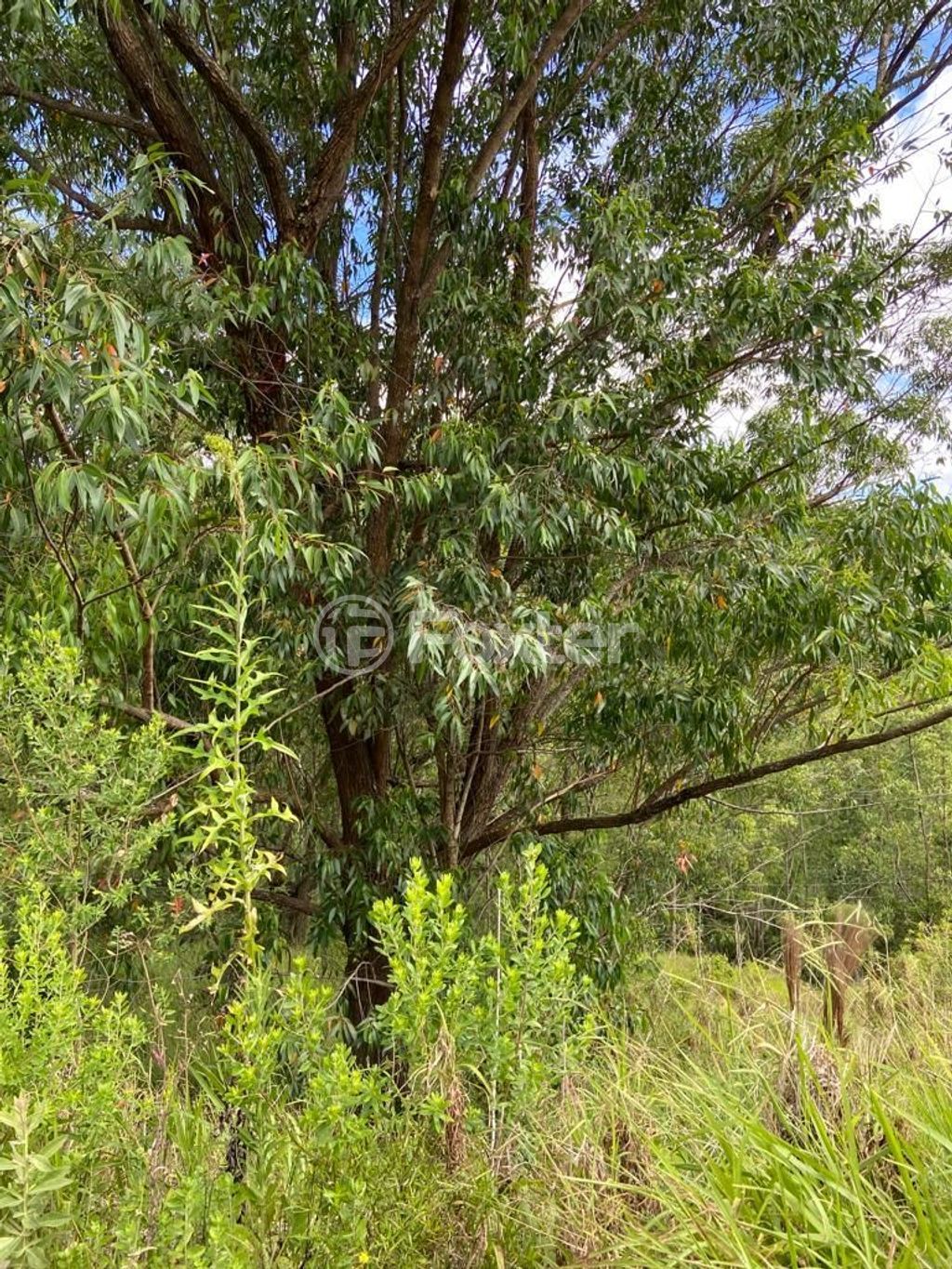 terreno lote condominio para comprar em Liberdade, 3500 - foto 13