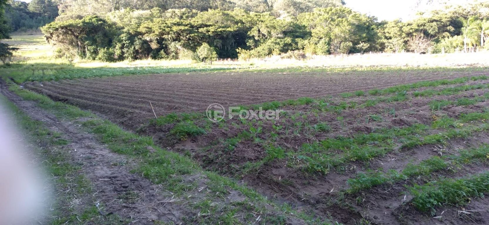 sitio chachara fazenda para comprar em do Lami, S/N - foto 12
