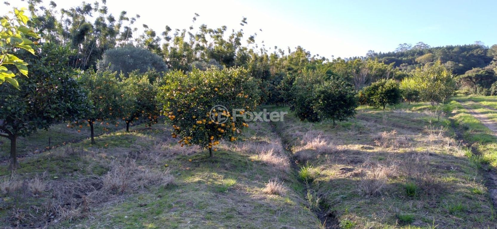sitio chachara fazenda para comprar em do Lami, S/N - foto 17