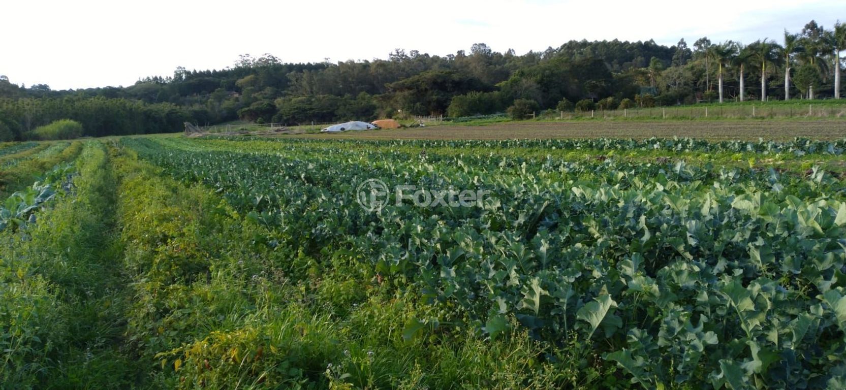 sitio chachara fazenda para comprar em do Lami, S/N - foto 18