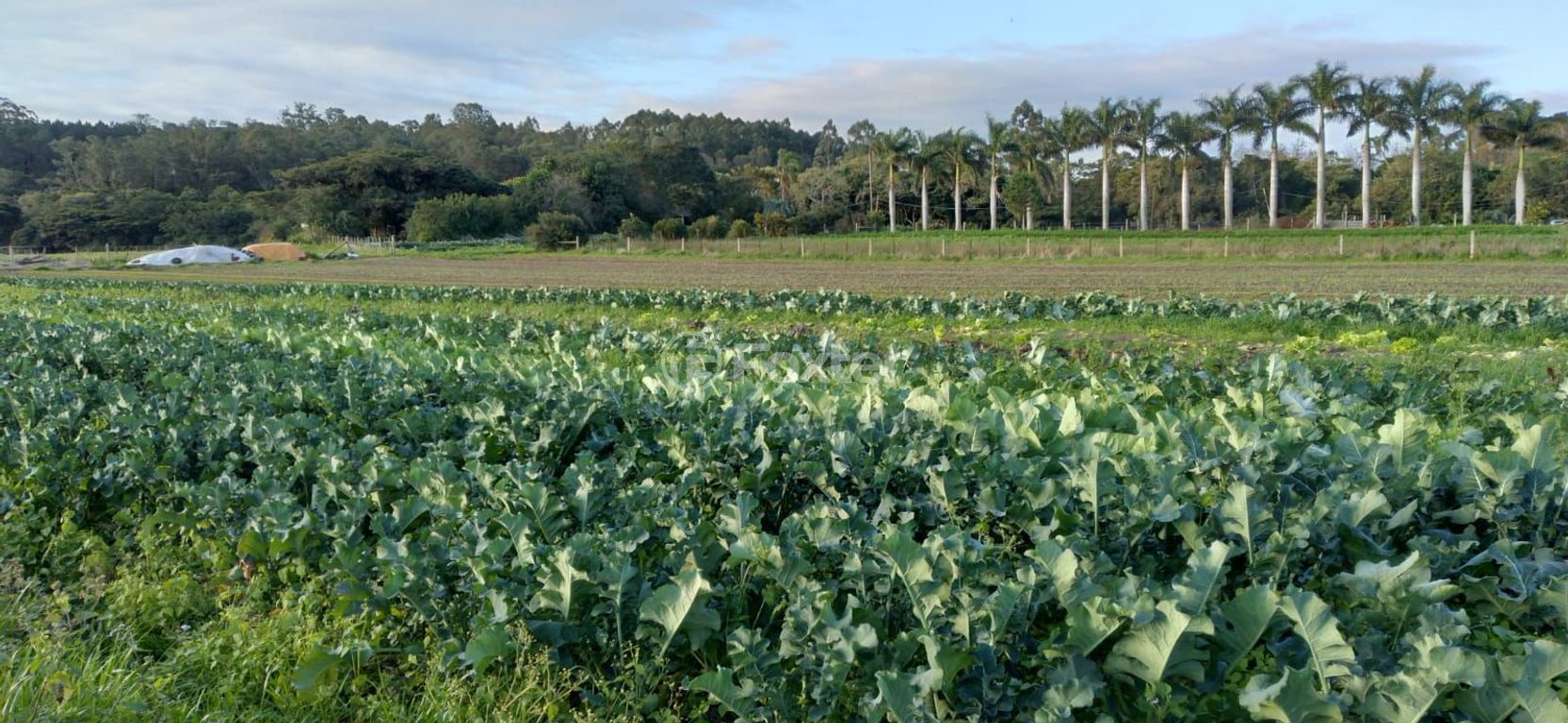 sitio chachara fazenda para comprar em do Lami, S/N - foto 19