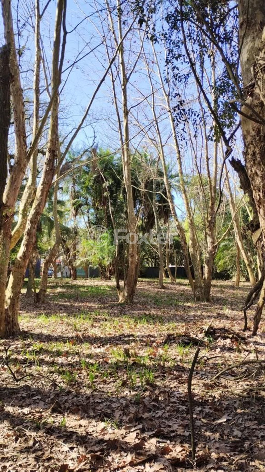terreno lote condominio para comprar em Coronel Marcos, 1109 - foto 7