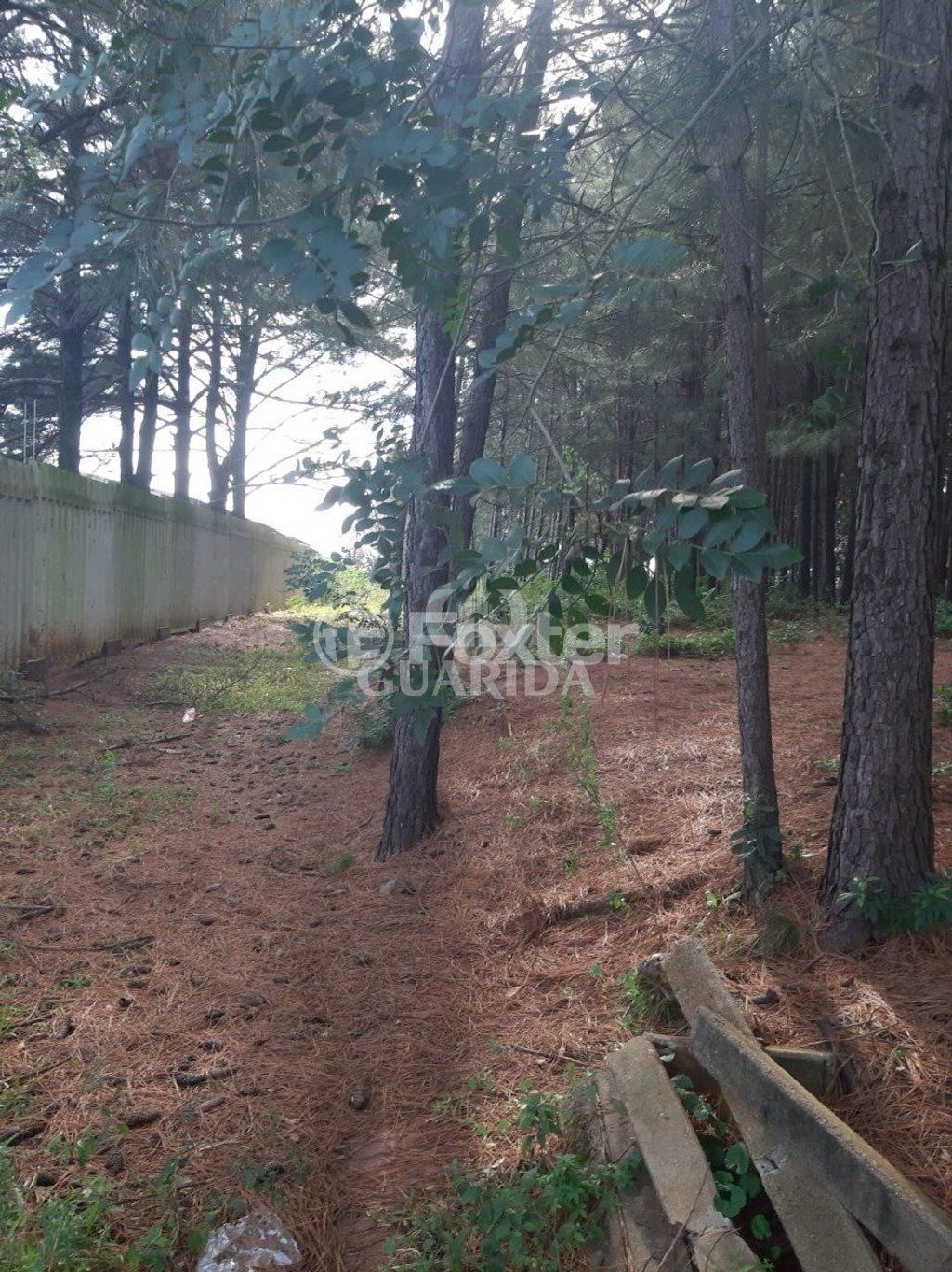 terreno lote condominio para comprar em José Zingano, 721 - foto 8