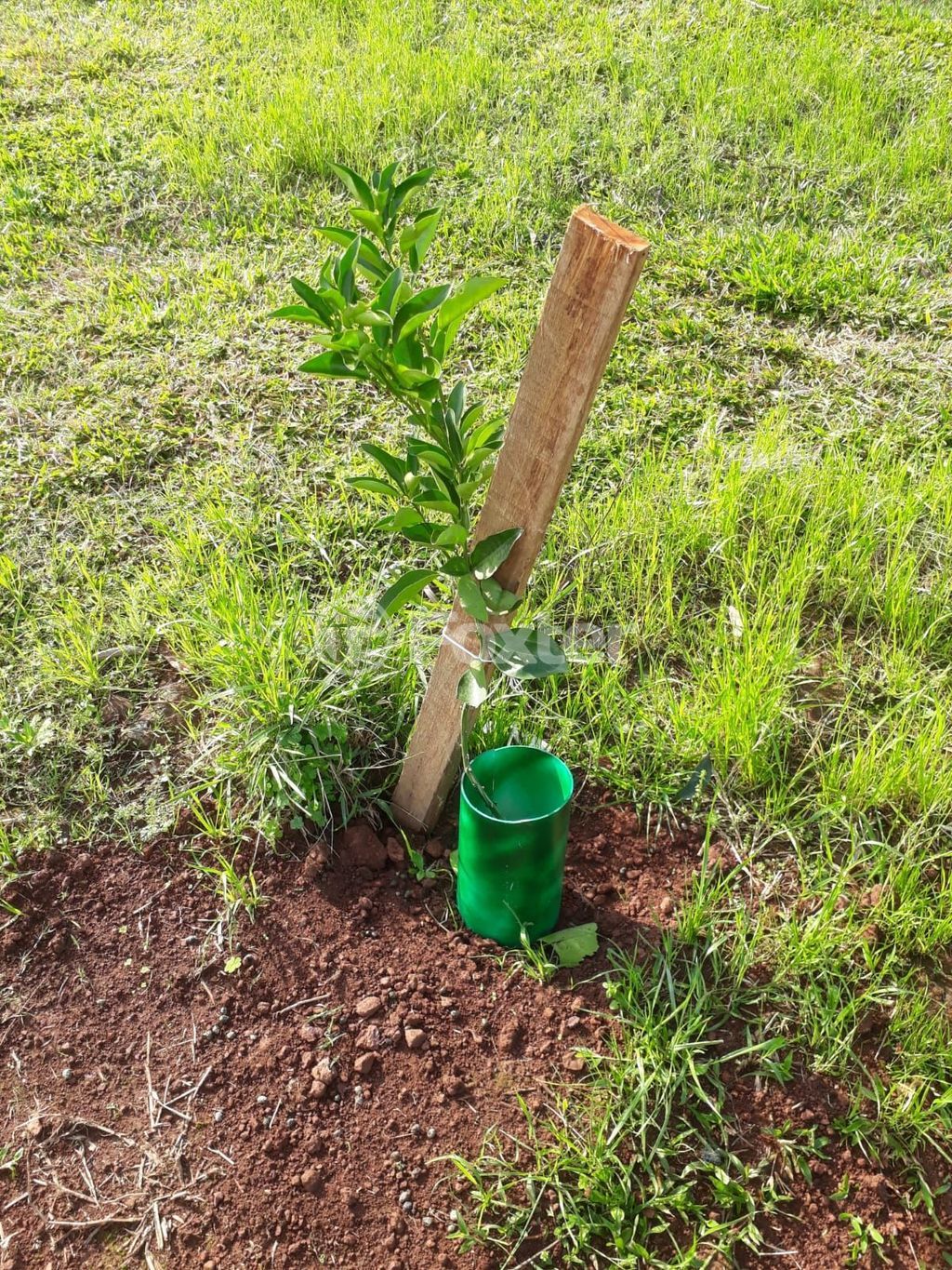 sitio chachara fazenda para comprar em da Pedreira, 0000 - foto 13
