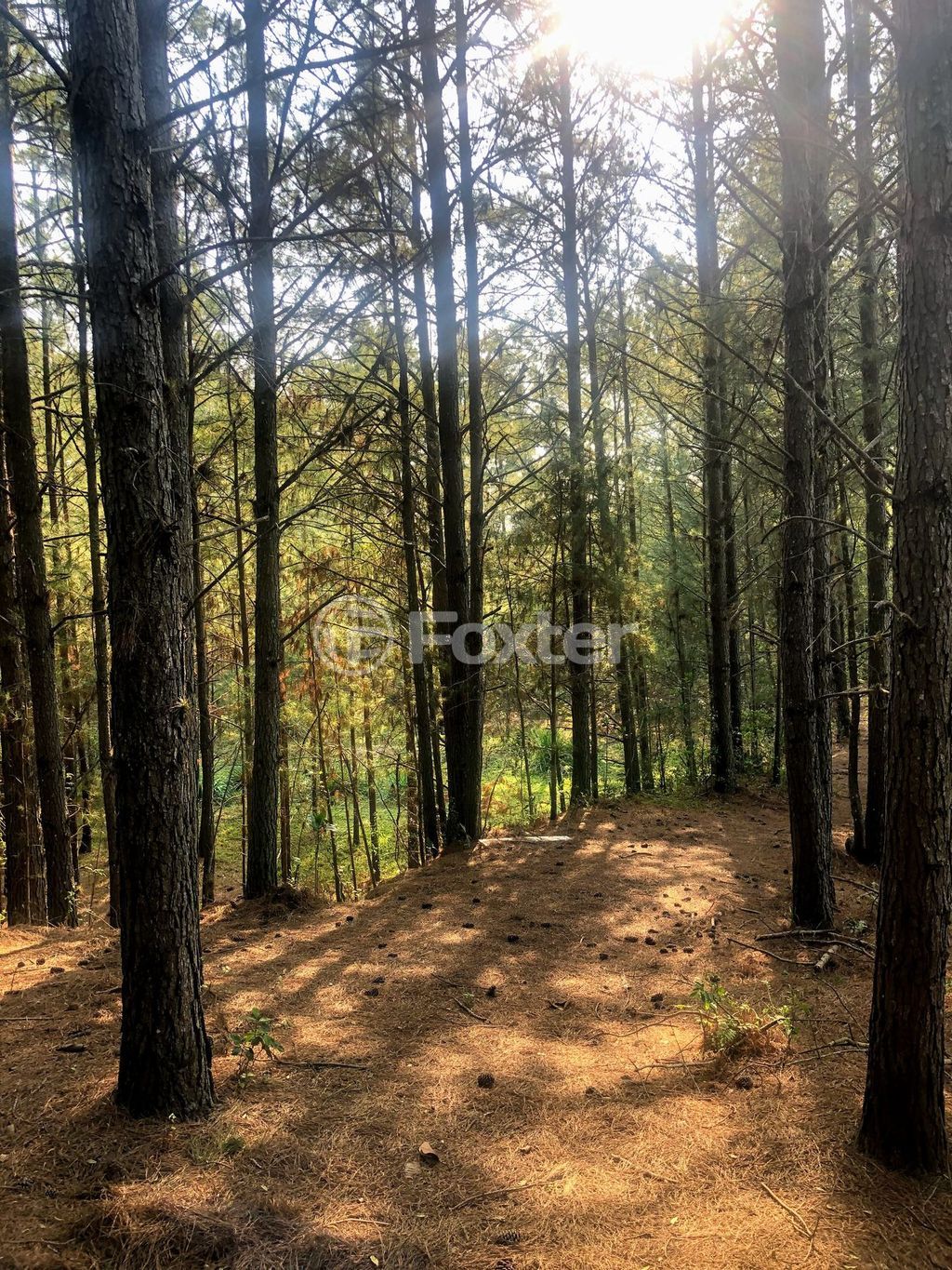sitio chachara fazenda para comprar em Luiz Pinto Chaves de Barcelos, 766 - foto 11