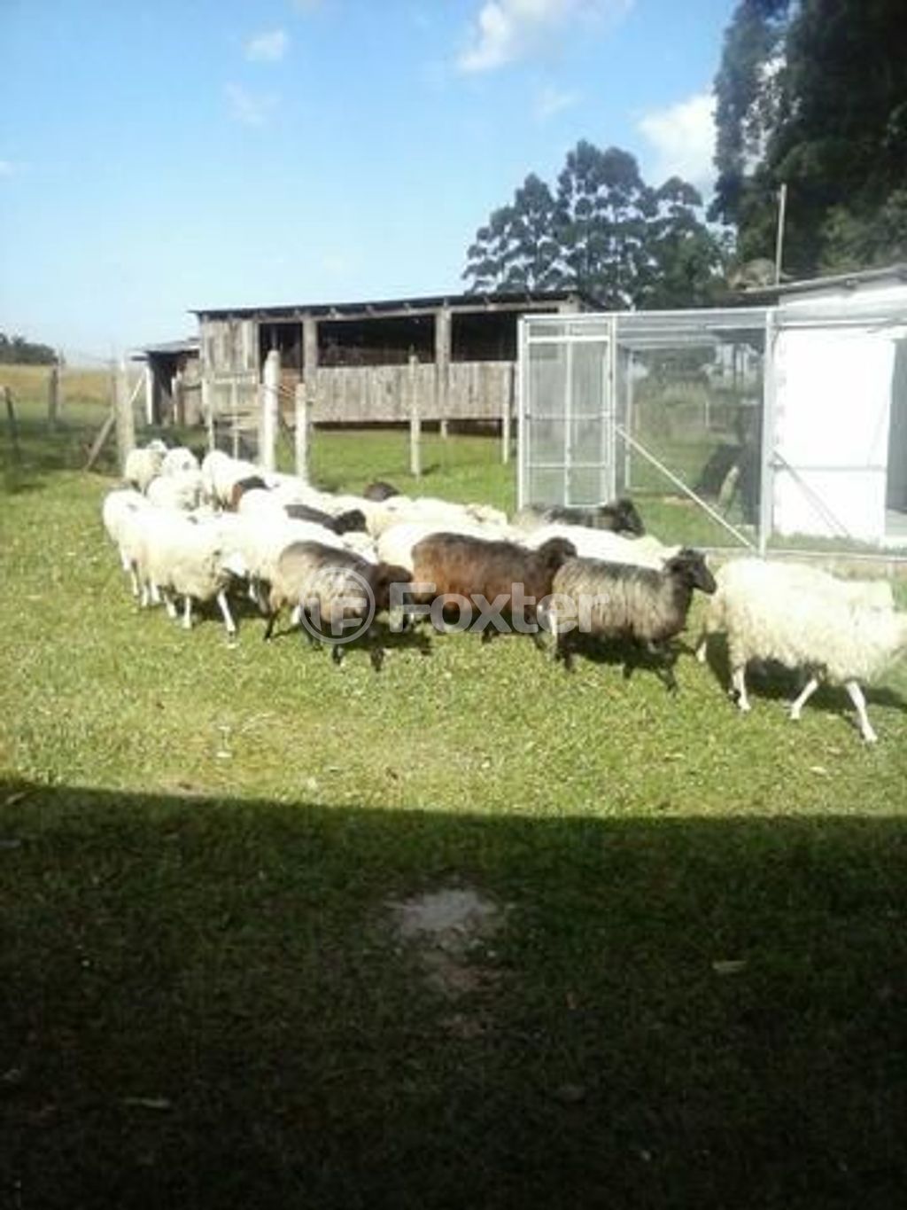 sitio chachara fazenda para comprar em Do Jaconi, 500 - foto 7