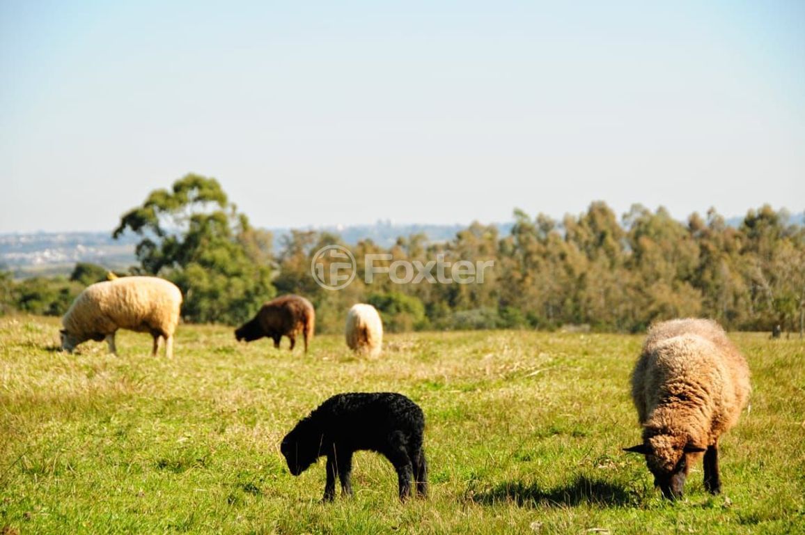 sitio chachara fazenda para comprar em Do Jaconi, 500 - foto 20