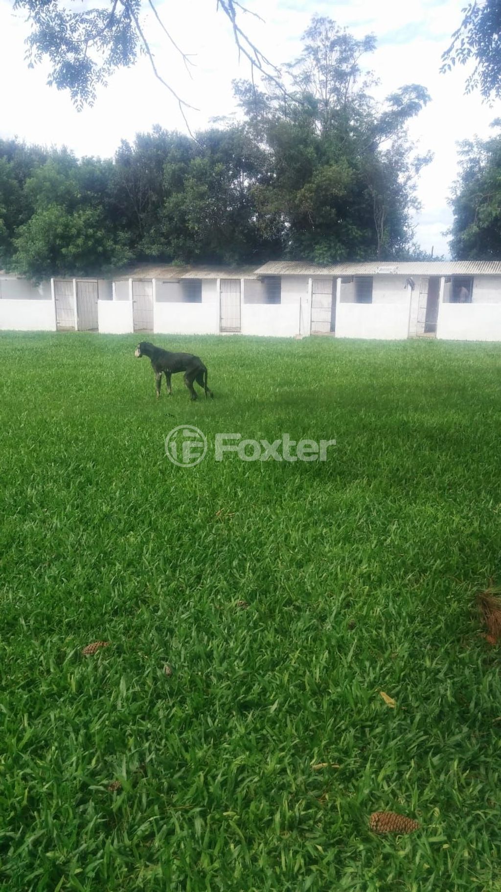 sitio chachara fazenda para comprar em Do Jaconi, 500 - foto 49