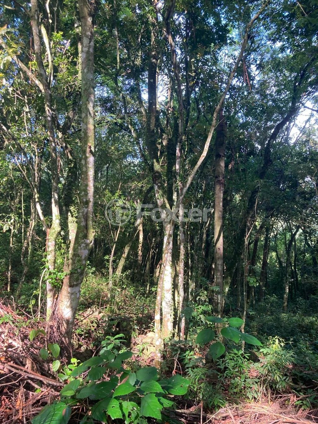 sitio chachara fazenda para comprar em João Jaco Wolf, 1587 - foto 8