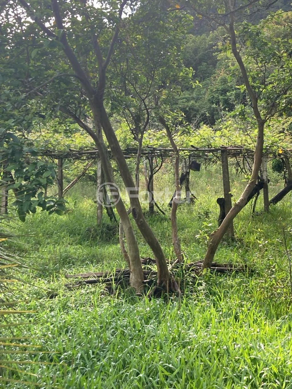 sitio chachara fazenda para comprar em João Jaco Wolf, 1587 - foto 7