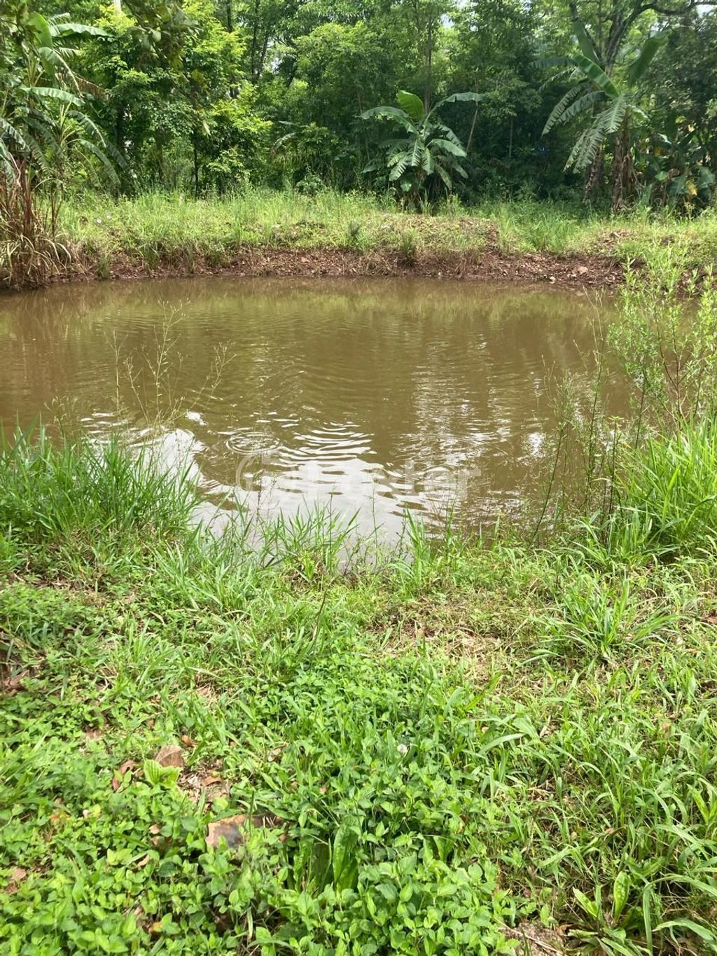 sitio chachara fazenda para comprar em João Jaco Wolf, 1587 - foto 12
