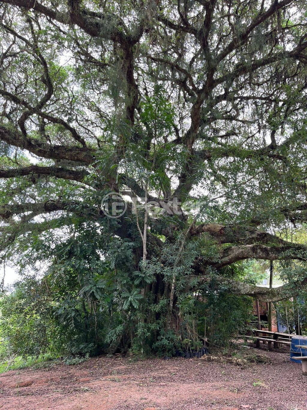 sitio chachara fazenda para comprar em Anielo Feula, 1540 - foto 24