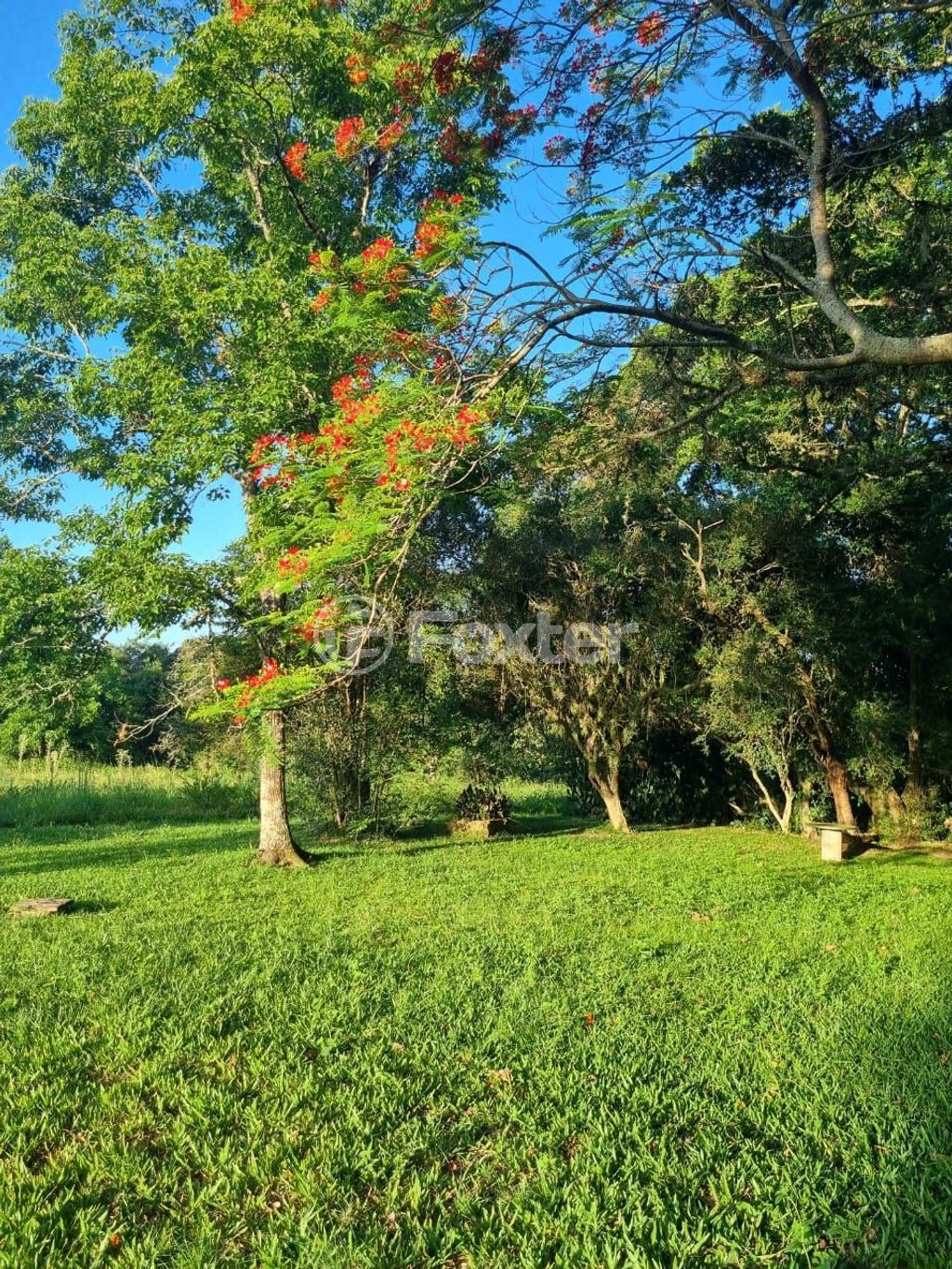 sitio chachara fazenda para comprar em Quatro de maio, 888 - foto 73