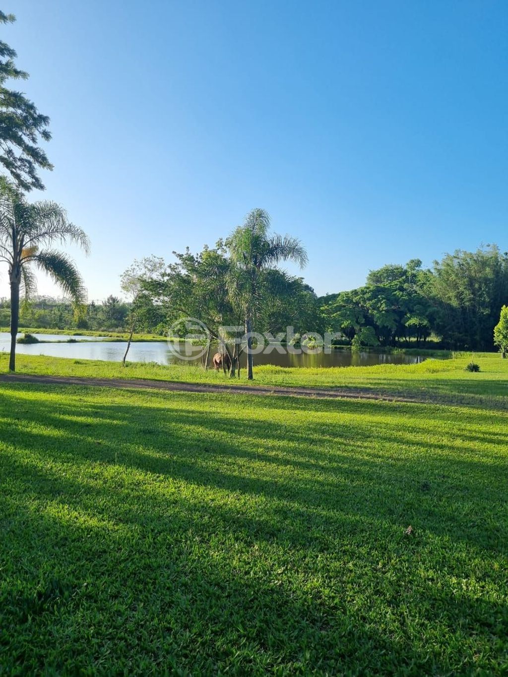 sitio chachara fazenda para comprar em Quatro de maio, 888 - foto 32