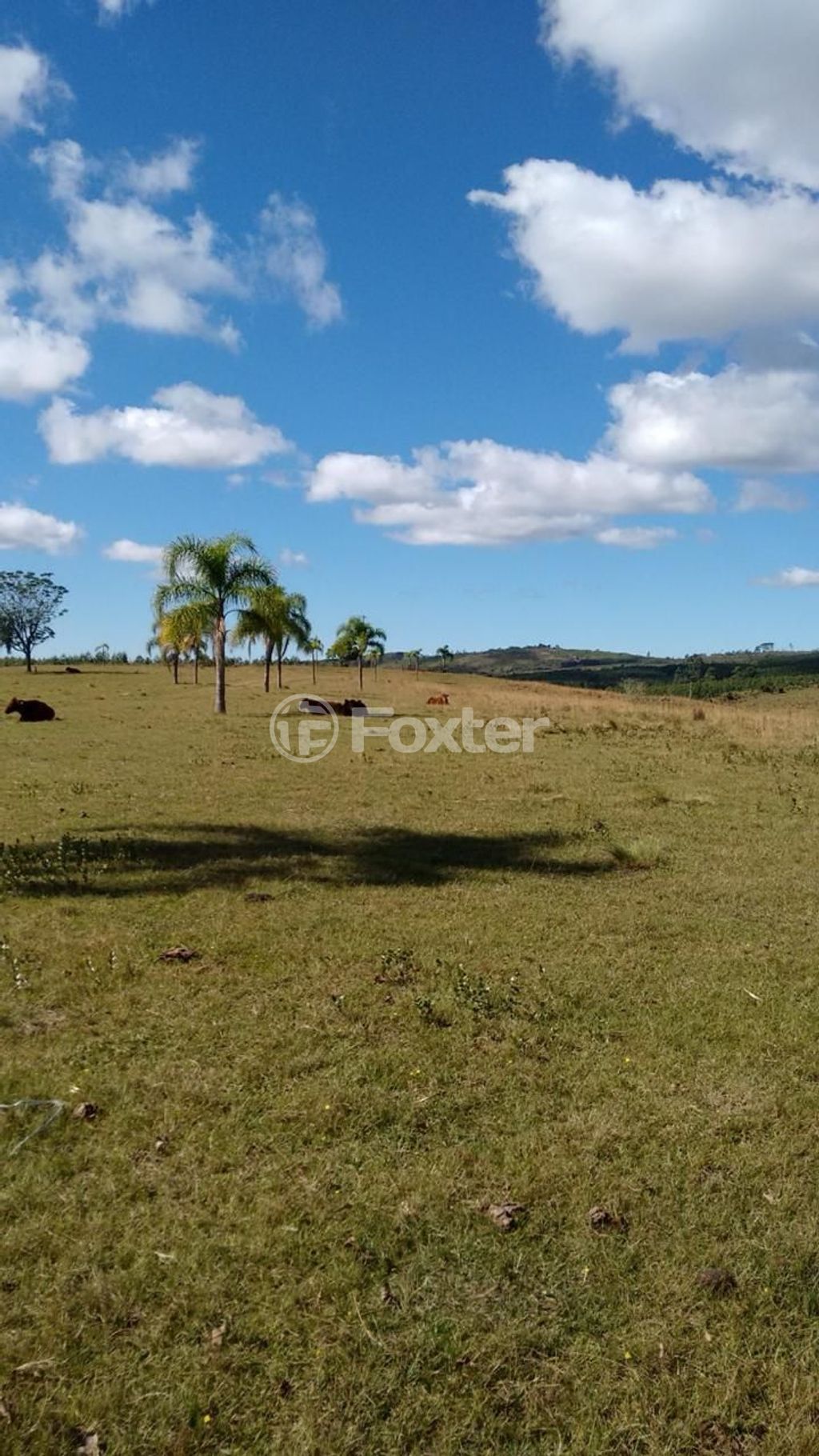 sitio chachara fazenda para comprar em Agronomia, 5600 - foto 9