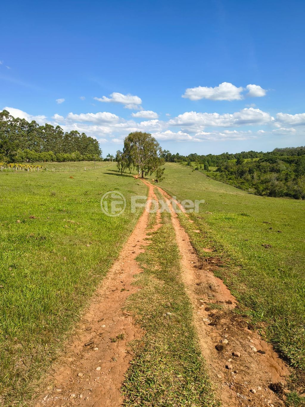 sitio chachara fazenda para comprar em da Cegonha, 2008 - foto 27