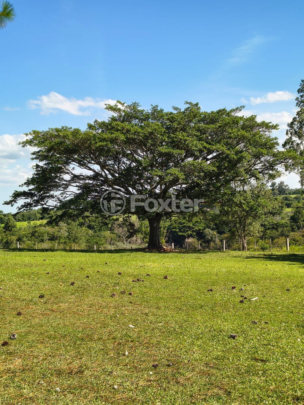 sitio chachara fazenda para comprar em da Cegonha, 2008 - foto 25