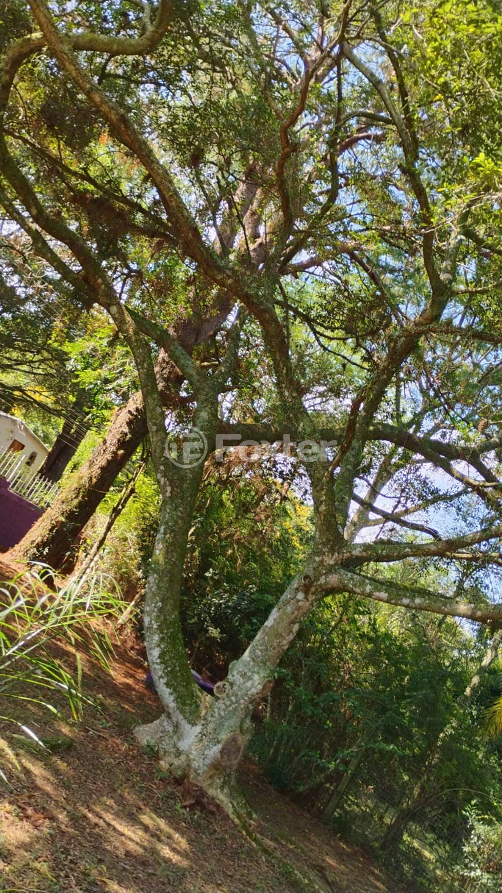 sitio chachara fazenda para comprar em Marechal Márciano Ávila, 369 - foto 42