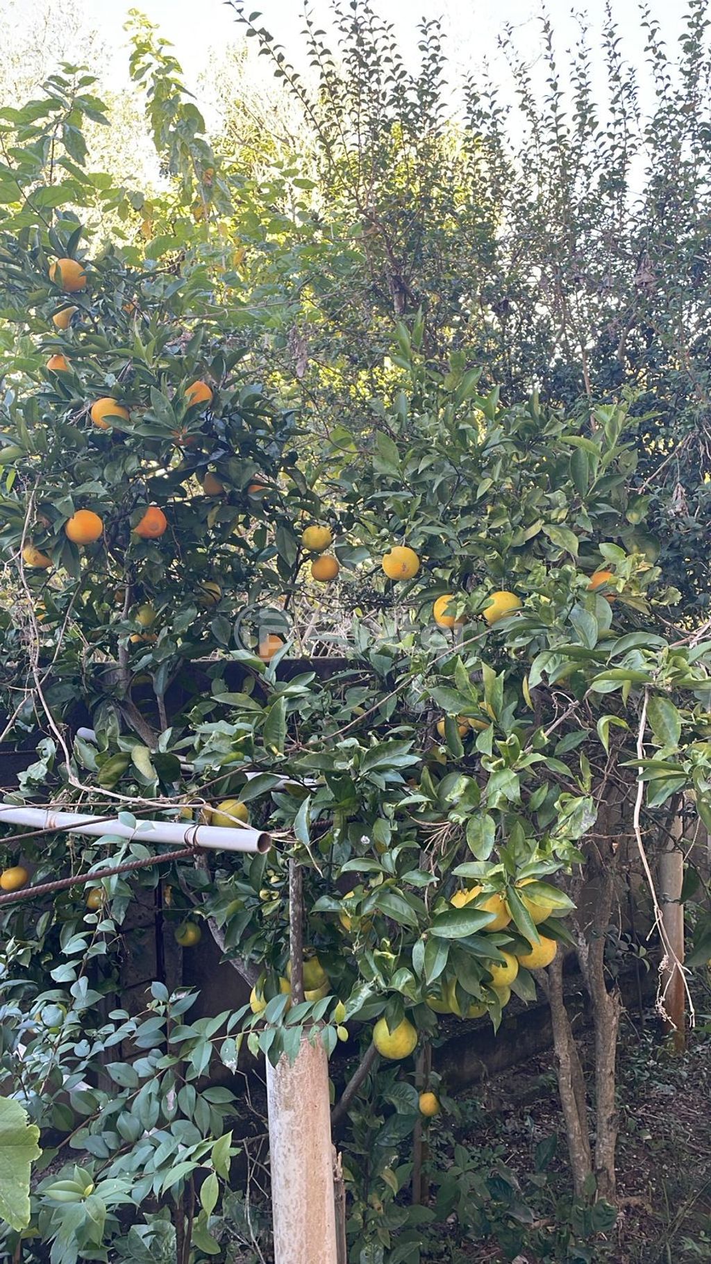 terreno lote condominio para comprar em dos Guterres, 2565 - foto 12