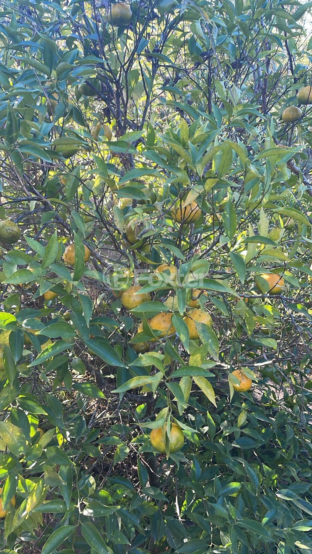 terreno lote condominio para comprar em dos Guterres, 2565 - foto 13