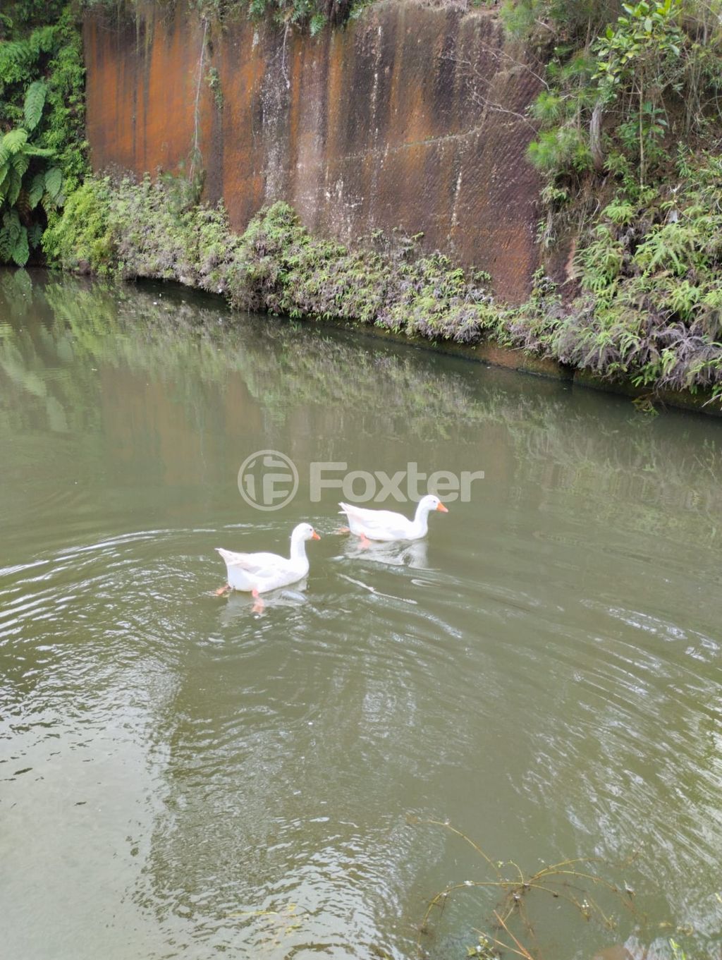 sitio chachara fazenda para comprar em Fazenda Fialho, 800 - foto 10