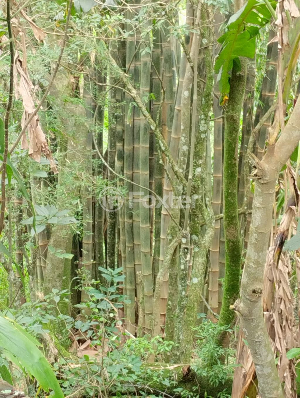 Foto do Anuncio
