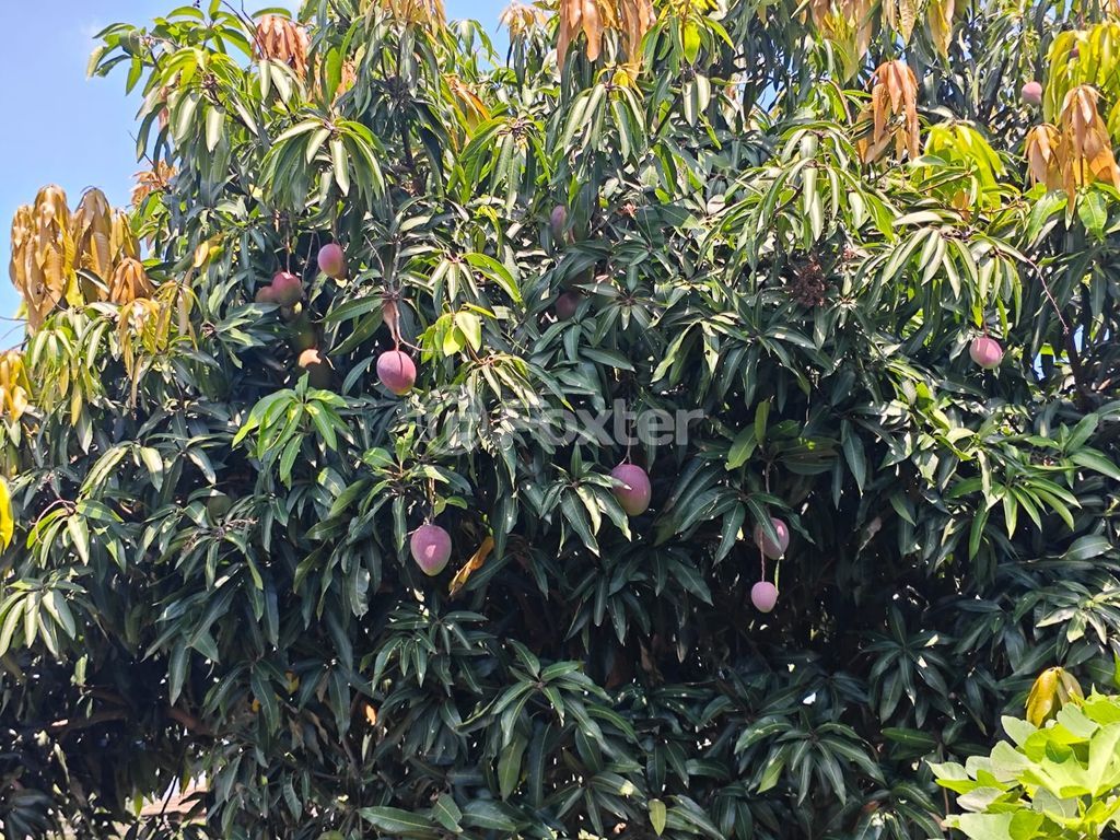 sitio chachara fazenda para comprar em Rancho Alegre, 91 - foto 30
