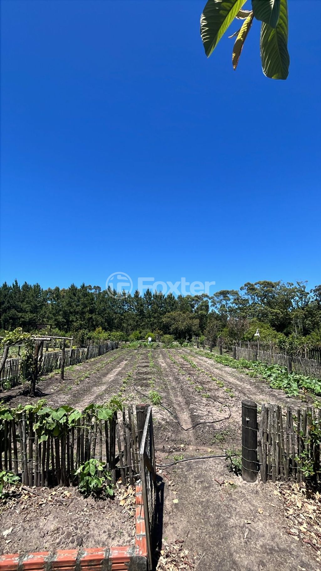sitio chachara fazenda para comprar em Paraiba, 327 - foto 8