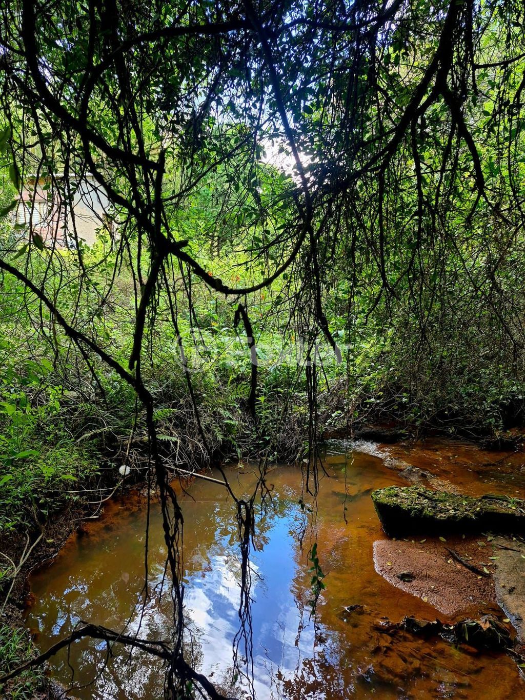 sitio chachara fazenda para comprar em Caminho do Meio, 1363 - foto 7