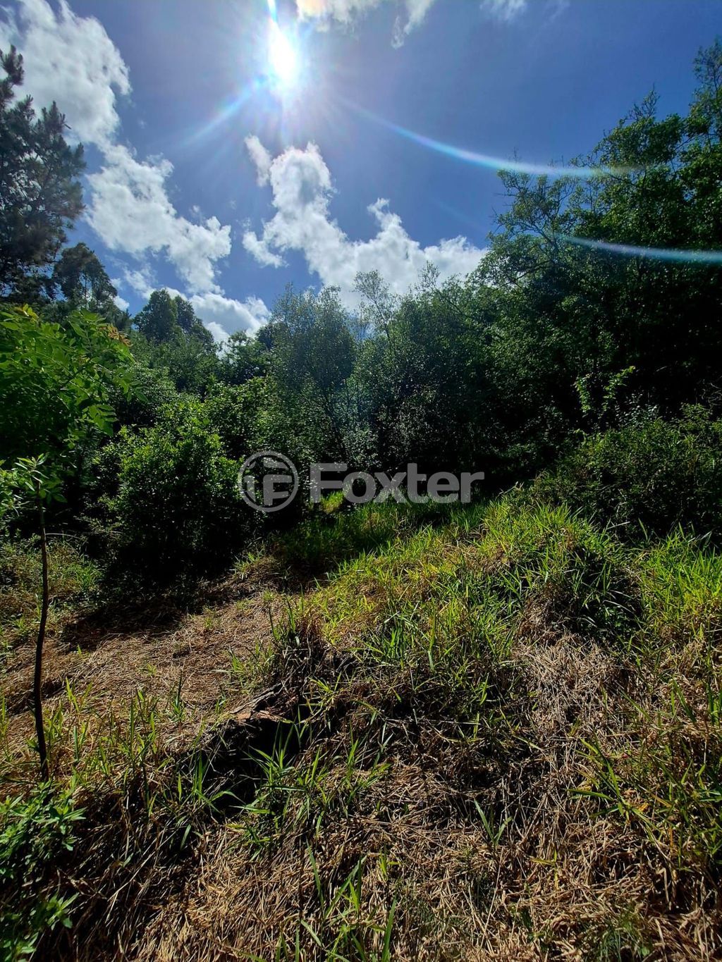 sitio chachara fazenda para comprar em Caminho do Meio, 1363 - foto 10