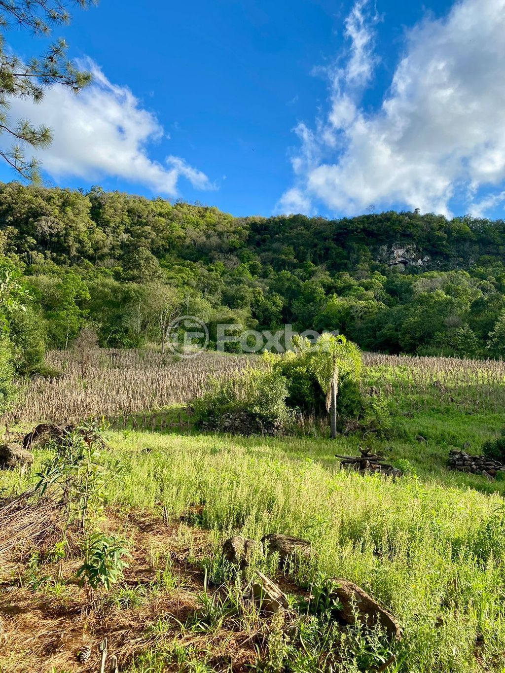 sitio chachara fazenda para comprar em Antônio Grasse, S/Número - foto 24