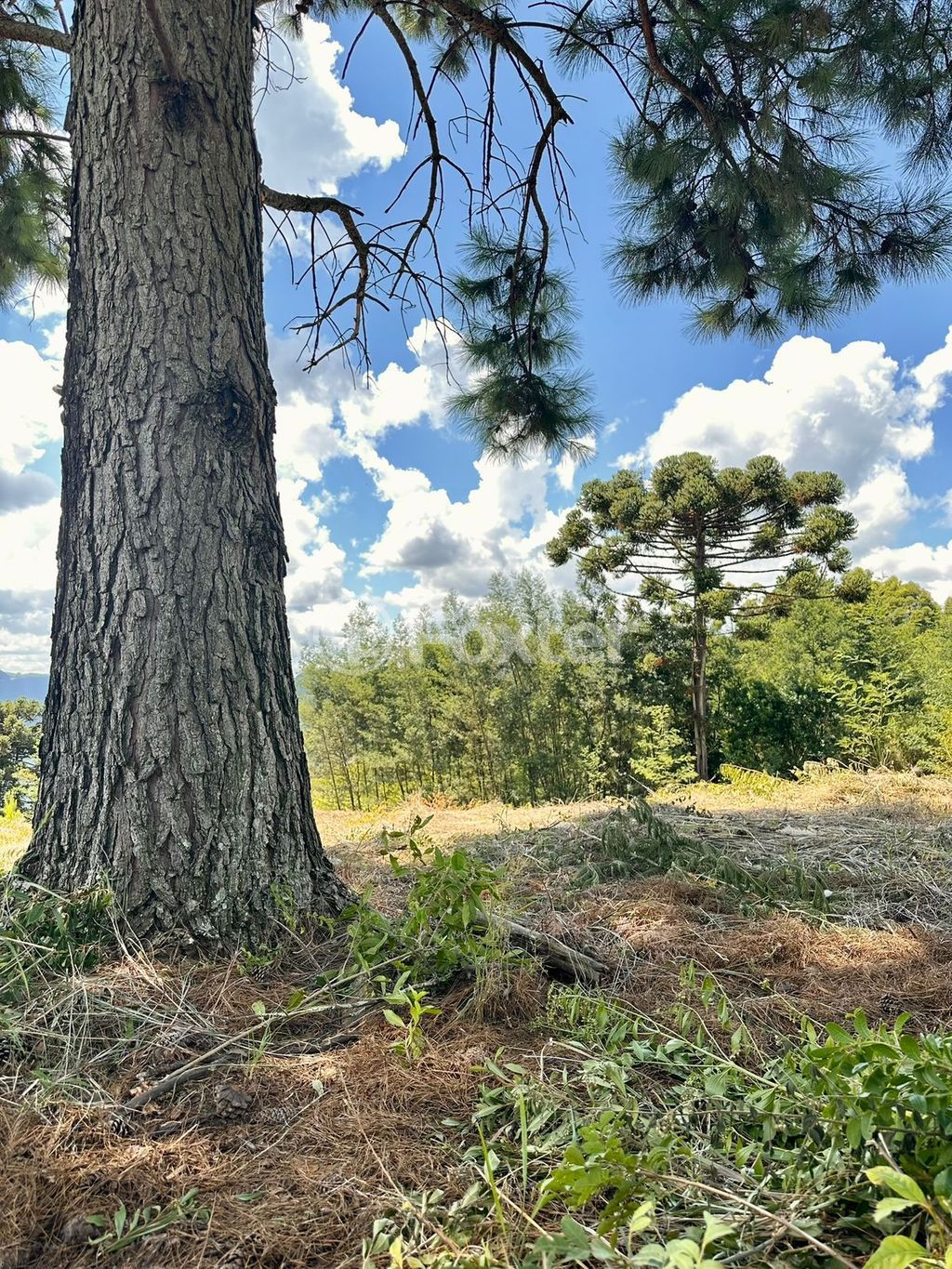 sitio chachara fazenda para comprar em Antônio Grasse, S/Número - foto 26