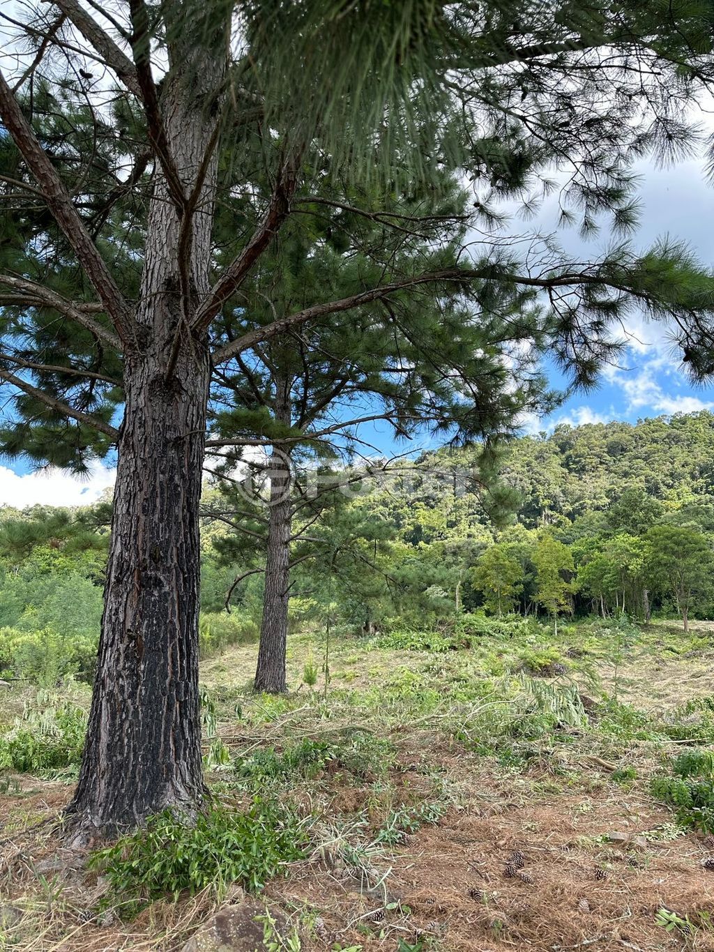 sitio chachara fazenda para comprar em Antônio Grasse, S/Número - foto 29
